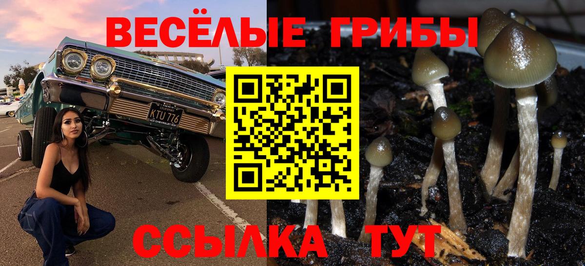 Галлюциногенные грибы Psilocybe Магадан